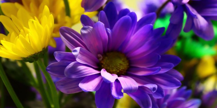 1920x1080 Purple and Yellow Flowers | Beautiful flowers, Iris flowers