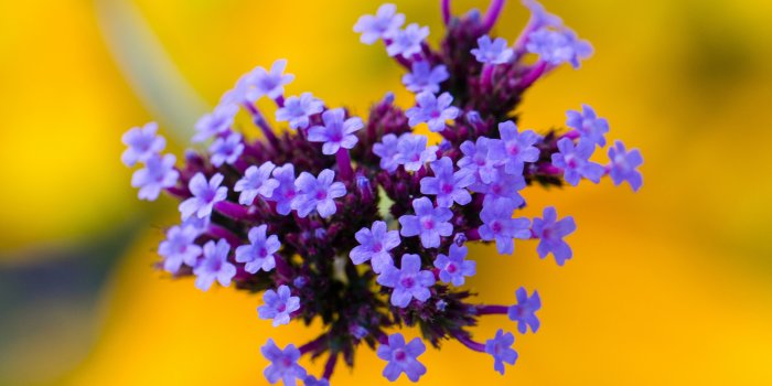 2048x1337 Yellow Flowers Hd Wallpapers - Yellow Flower Purple Background