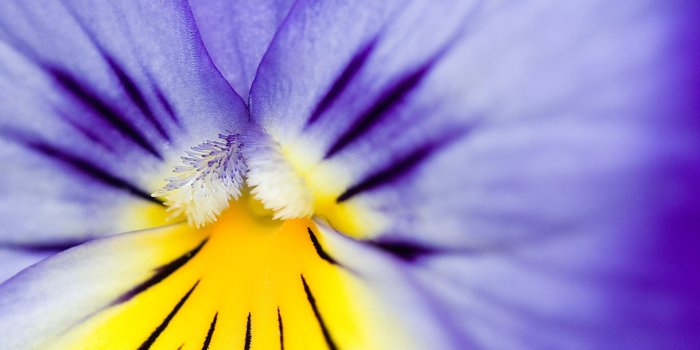 1920x1200 Purple And Yellow Flowers HD wallpaper