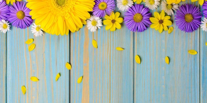 1332x850 Wallpaper flowers, background, blue, chamomile, yellow, gerbera