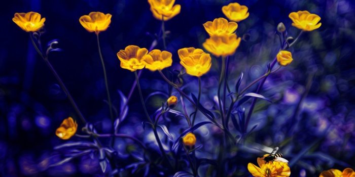1280x720 Wallpaper Buttercups, 4k, 5k wallpaper, flowers, yellow, purple