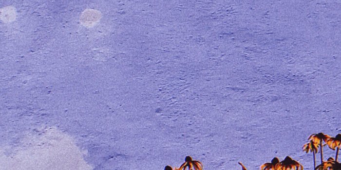 3072x5460 Yellow flowers purple wall phone wallpaper iphone | Purple