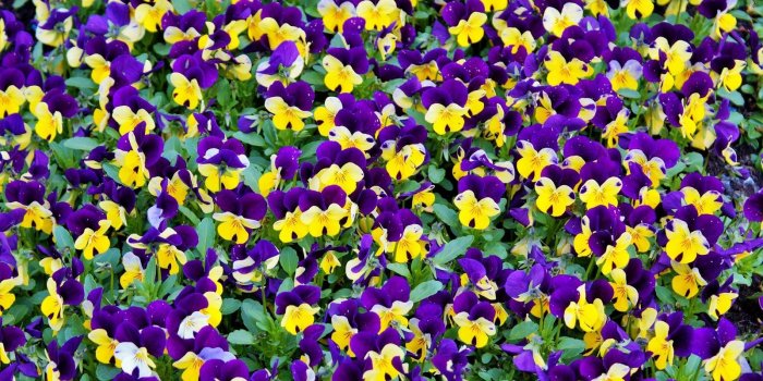1600x900 Yellow and Purple Petaled Flowers Wallpaper - Wallpaper Stream