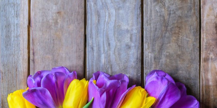 1332x850 Wallpaper flowers, yellow, purple, tulips, fresh, yellow, wood