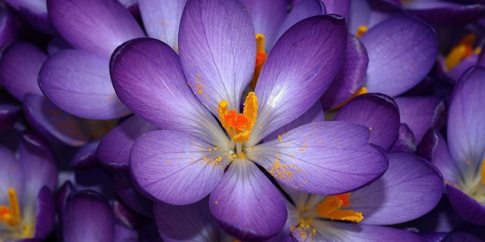 1920x1200 Flowers purple yellow bokeh wallpaper | 1920x1200 | 148562