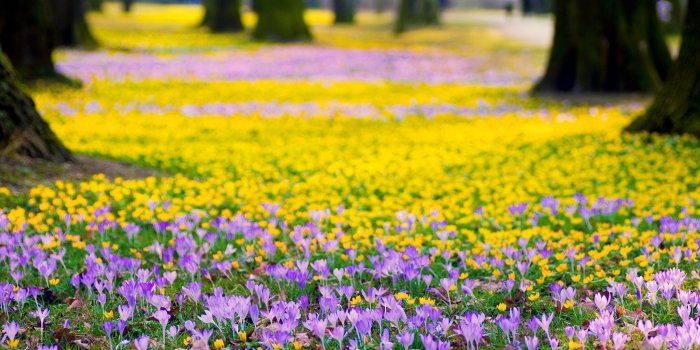 2000x1333 Yellow And Purple Flower Background - 2000x1333 Wallpaper