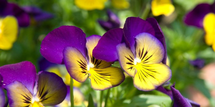 1920x1200 Pansy Yellow And Purple Flowers Hd Wallpapers 1920x1200