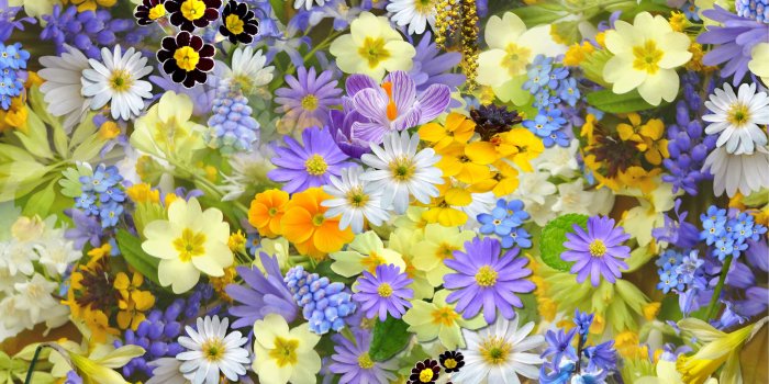 4320x3240 Top view photo of purple, white and yellow flowers HD wallpaper