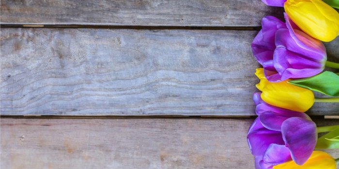 1332x850 Wallpaper flowers, yellow, purple, tulips, fresh, yellow, wood