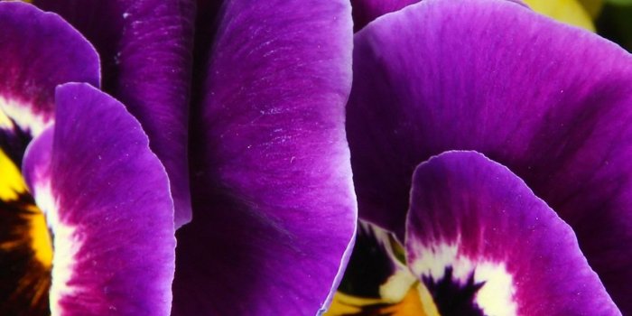 1242x2688 Pansy, purple and yellow flowers 1242x2688 iPhone 11 Pro/XS Max