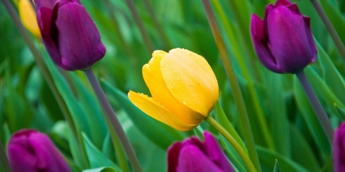 1920x1200 Purple And Yellow Flower Pictures Yellow And Purple Tulips