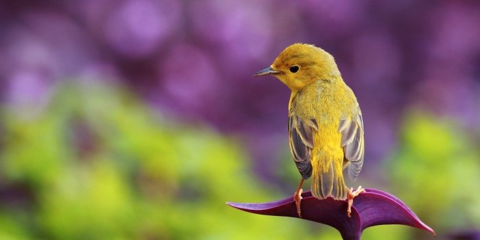 1920x1200 Yellow Bird on Purple Flower Wallpaper #6816456