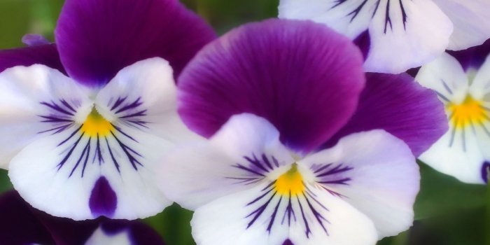 3840x2400 Purple flowers 4K Ultra HD Wallpaper | , Purple, White, Yellow