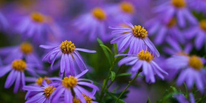1366x768 Daisies Purple Yellow Flowers Desktop Wallpaper Hd - Violet