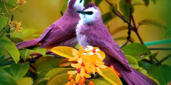 1920x1080 Yellow Bird on Purple Flower wallpaper | 1920x1080 | #14629