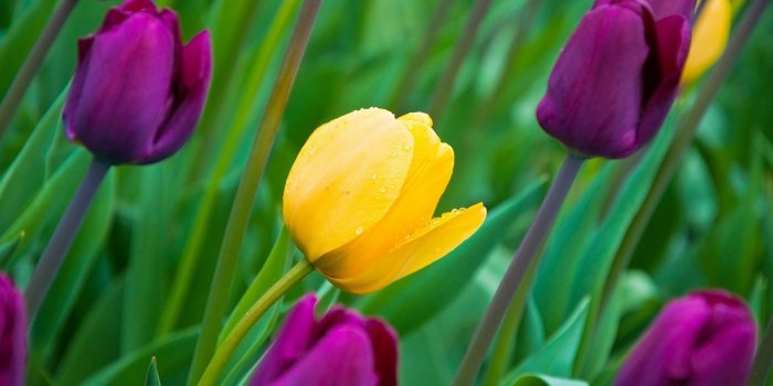 1920x1200 Tulips, yellow and purple flowers, buds, petals, dew wallpaper