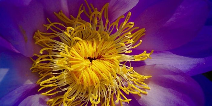 910x1369 HD wallpaper: blue petaled flower, plant, pollen, blossom, purple