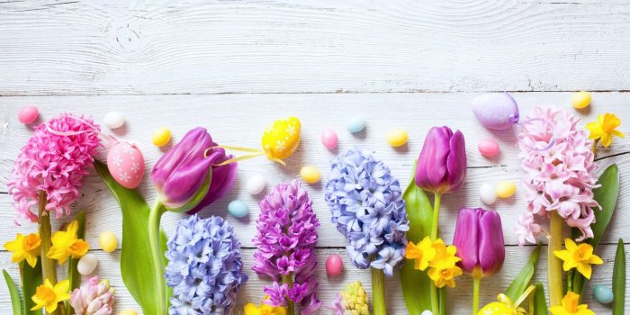 1332x850 Photo Wallpaper Flowers, Holiday, Easter, Tulips, Wood, - Purple