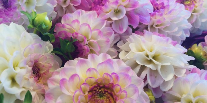 3264x2448 beautiful white purple and yellow toned flowers white purple