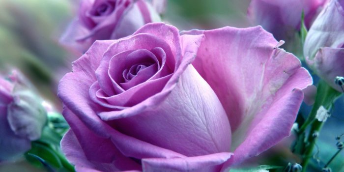 1920x1200 Beautiful rose HD wallpaper (With images) | Purple roses wallpaper