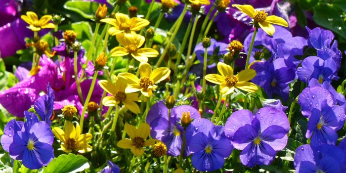 3276x2048 MLeWallpapers.com - Yellow Coreopsis and Purple Violas