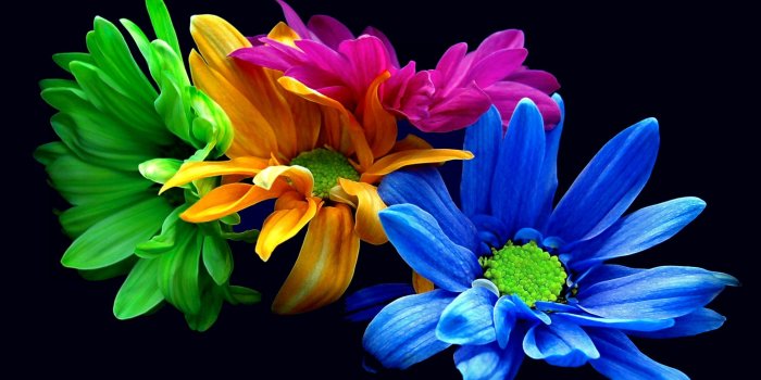 2560x1600 pretty colored stuff | Earth - Flower Blue Flower Leaf Yellow