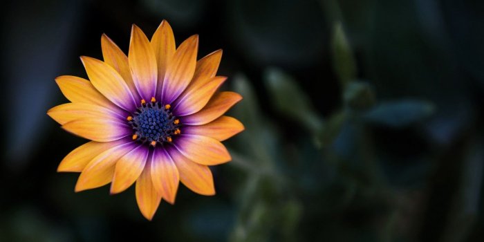1332x850 Wallpaper flower, close-up, yellow, flowers, macro, orange, blur