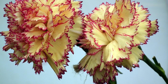 3648x2736 Yellow Pink Carnation Flower Wallpaper - Purple And Yellow