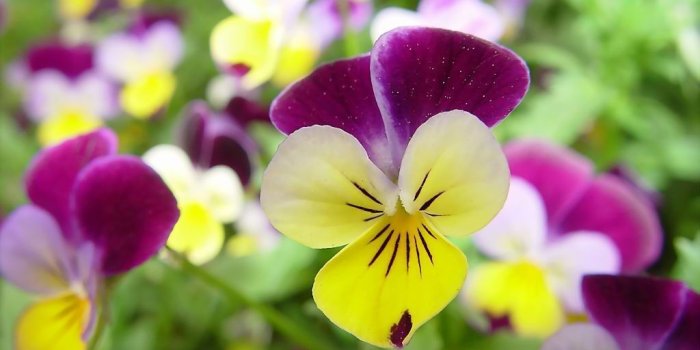 1024x768 Flowers And Plants Yellow And Purple Pansies | Pansies flowers