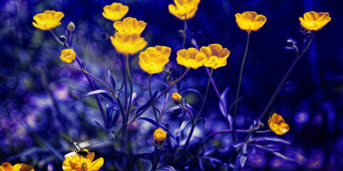 2880x1800 Buttercups Flowers Yellow Purple 5K HD Wallpapers