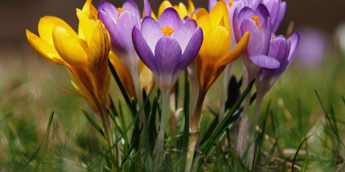 2048x1349 Crocus HD Wallpaper | Background Image | 2048x1349 | ID:984676