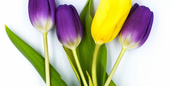 910x1365 HD wallpaper: three purple and one yellow tulip flowers, nature