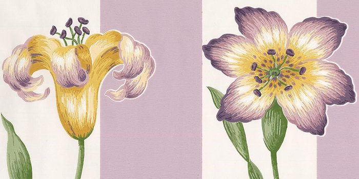 1500x912 Purple Violet Yellow Flowers on White and Mauve Stripes Floral