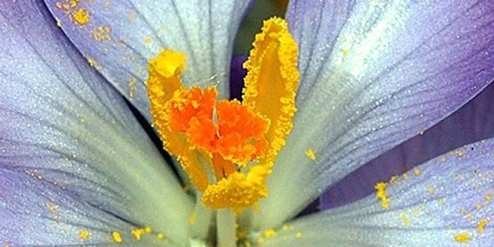 1125x2436 Purple flower iPhone X Wallpapers Free Download