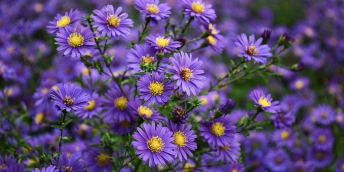 1920x1080 Asters Purple Yellow Flowers Ornamental Plants From Family
