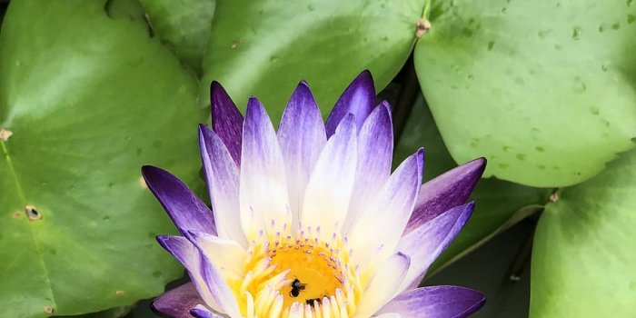 910x1213 HD wallpaper: purple, yellow, flowers, nature, green, garden