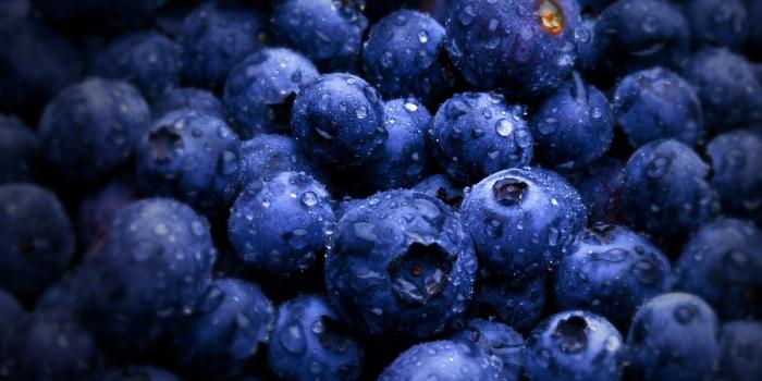 2560x1600 Blueberry Wallpapers - Top Free Blueberry Backgrounds