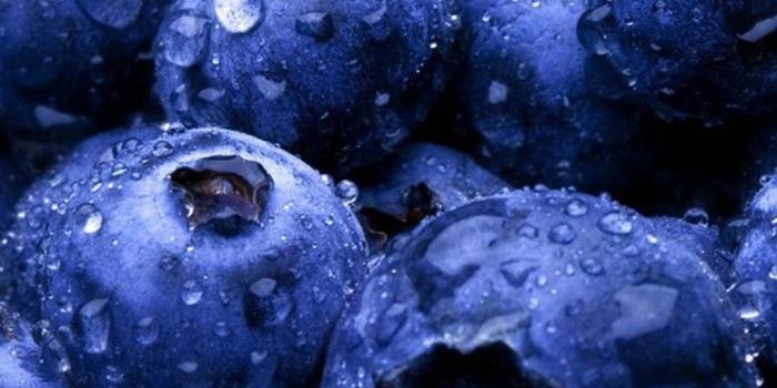 1080x1920 HD Blueberries Fruit Water Drops Android Wallpaper free download