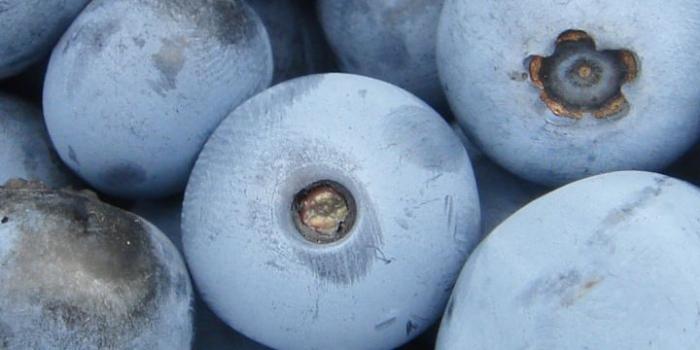 720x1280 Blueberries, ripen, fruits, 720x1280 wallpaper (с изображениями