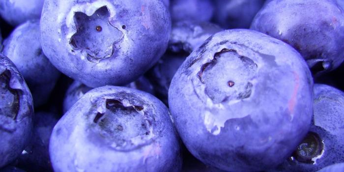 1920x1080 Blueberry Wallpapers - Top Free Blueberry Backgrounds