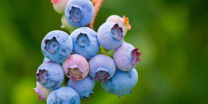 4592x3448 Blueberry 56033 - Background color theme - Colorful wallpaper