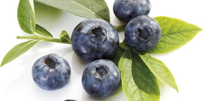 1600x1517 Blue Blueberry - Colors Photo (34682990) - Fanpop