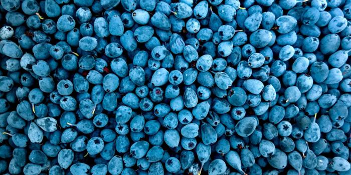 3132x2072 Photo of Blueberries · Free Stock Photo