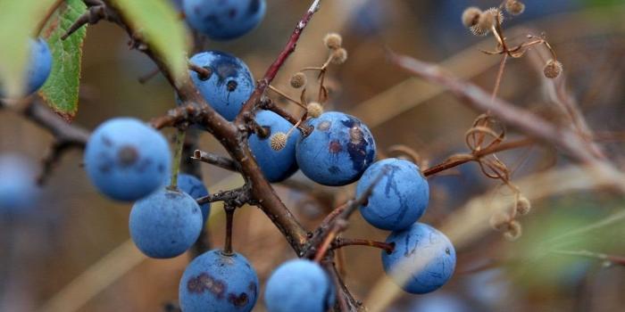 1280x800 Blueberry pictures fruit wallpaper.jpg Desktop Background