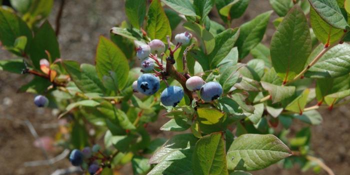 1600x1200 Growing blueberries in honor of National Blueberry Month - OnMilwaukee