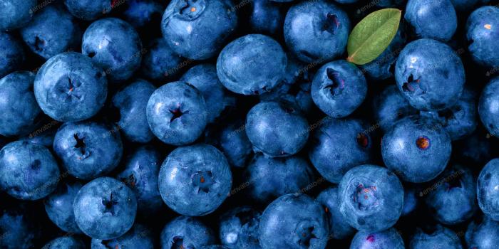 1600x1200 Blueberries in Color of Year 2020 Classic Blue photo by Fasci on