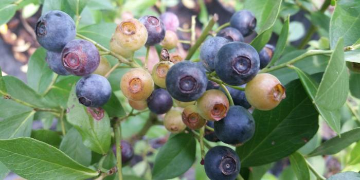 2048x1152 ALICE BLUE Blueberry Shrub, fruit ripens early, good color and