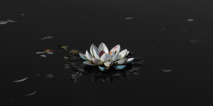 5184x3456 Black Lotus Flower Wallpapers Hd Resolution Free Download | Black