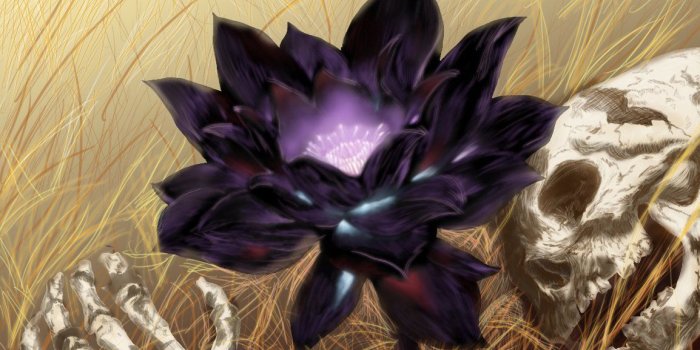 1154x692 Black Lotus Flower Wallpapers Full Hd Free Download | Lotus