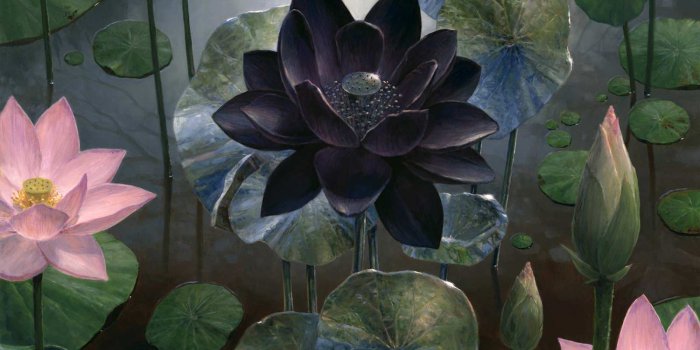 1600x1156 Steven Belledin's Black Lotus - Mtg Black Lotus Art (#2056912